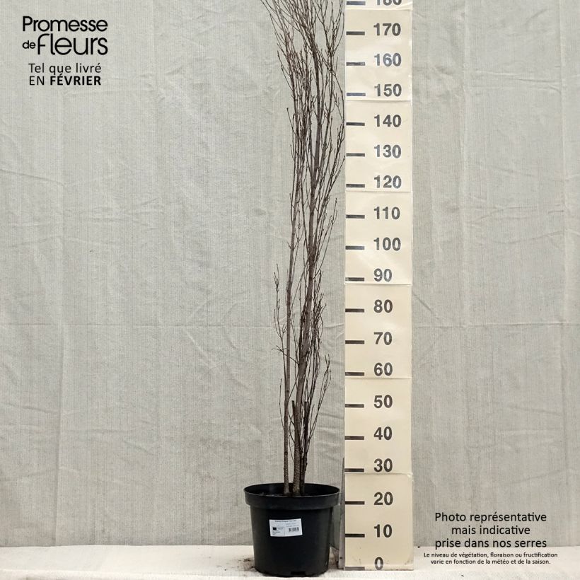 Rhamnus frangula Fine Line - Alder Buckthorn 7.5L/10L pot sample as delivered in winter