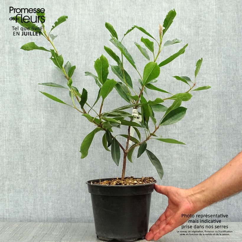 Rhaphiobotrya Coppertone - néflier hybride Pot de 3L/4L sample as delivered in summer