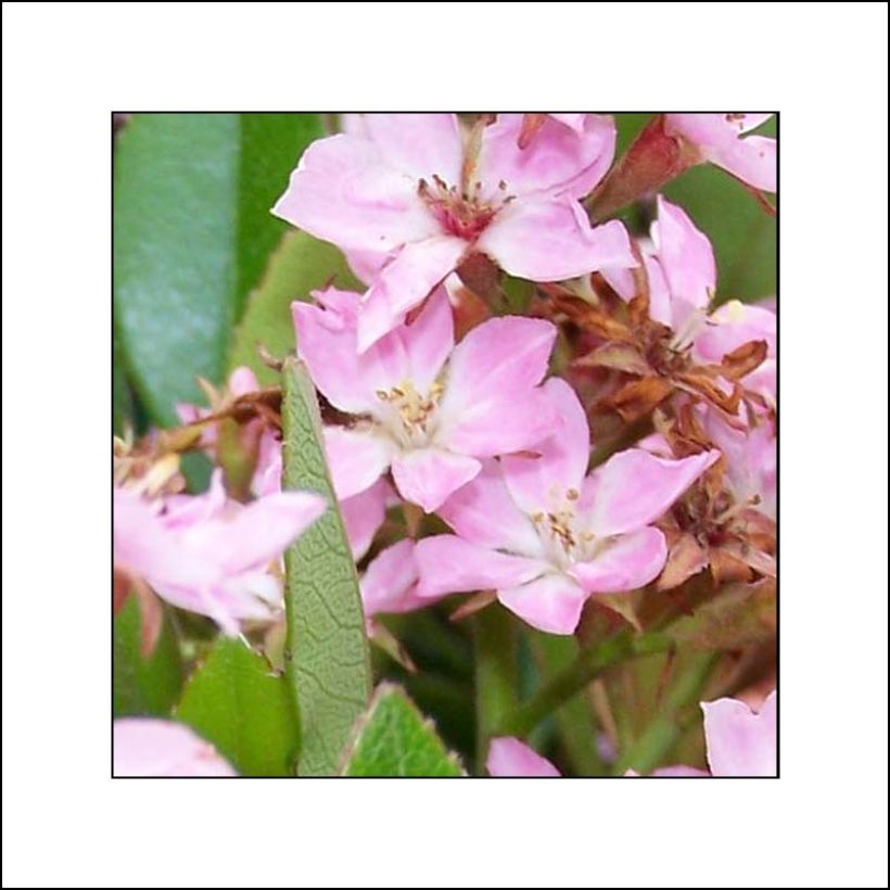Rhaphiolepis indica Pink Cloud (Flowering)