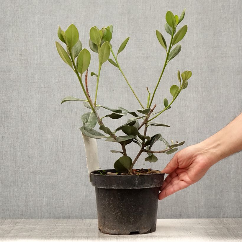 Rhaphiolepis umbellata (japonica)  4L/5L pot sample as delivered in summer