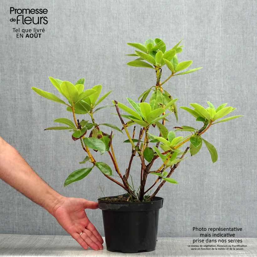 Rhododendron Albert Schweitzer 4L/5L pot sample as delivered in summer