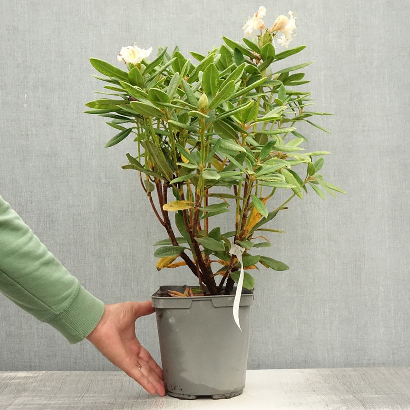 Rhododendron x yakushimanum Bernstein 4L/5L pot sample as delivered in summer