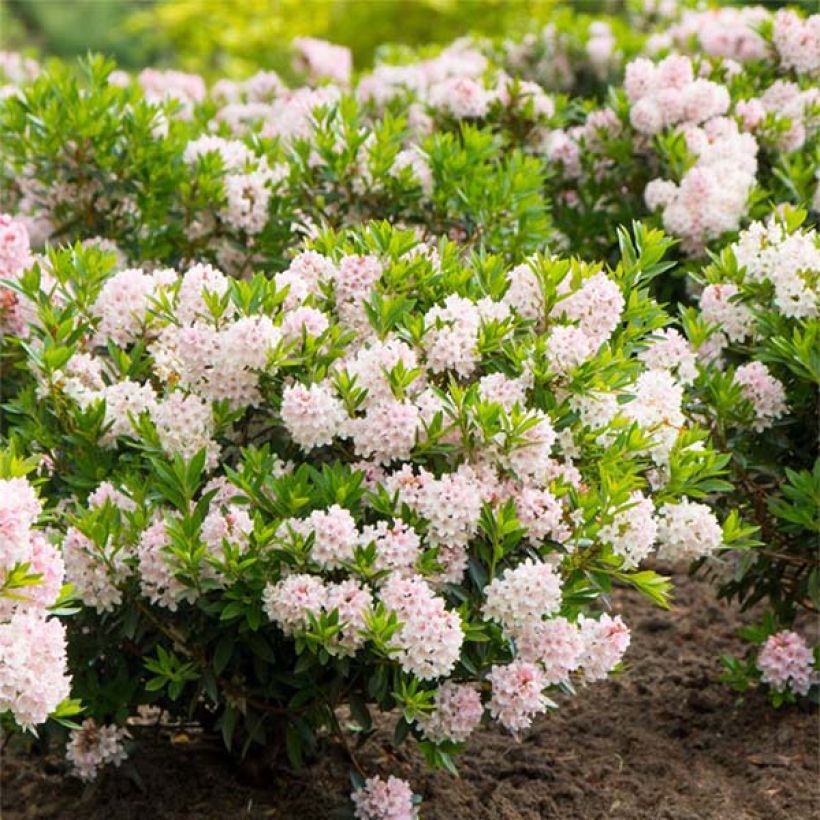 Rhododendron INKARHO Bloombux (Plant habit)