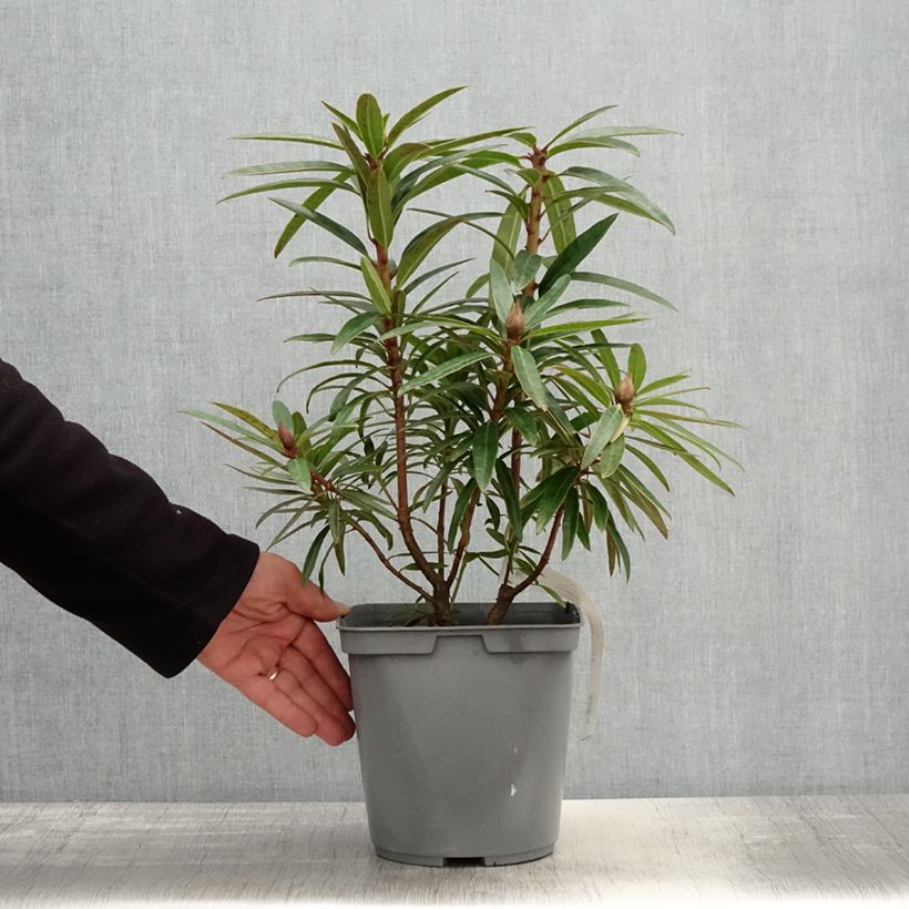 Rhododendron INKARHO Bloombux Magenta 2L/3L potShipped height around 10/+cm sample as delivered in spring