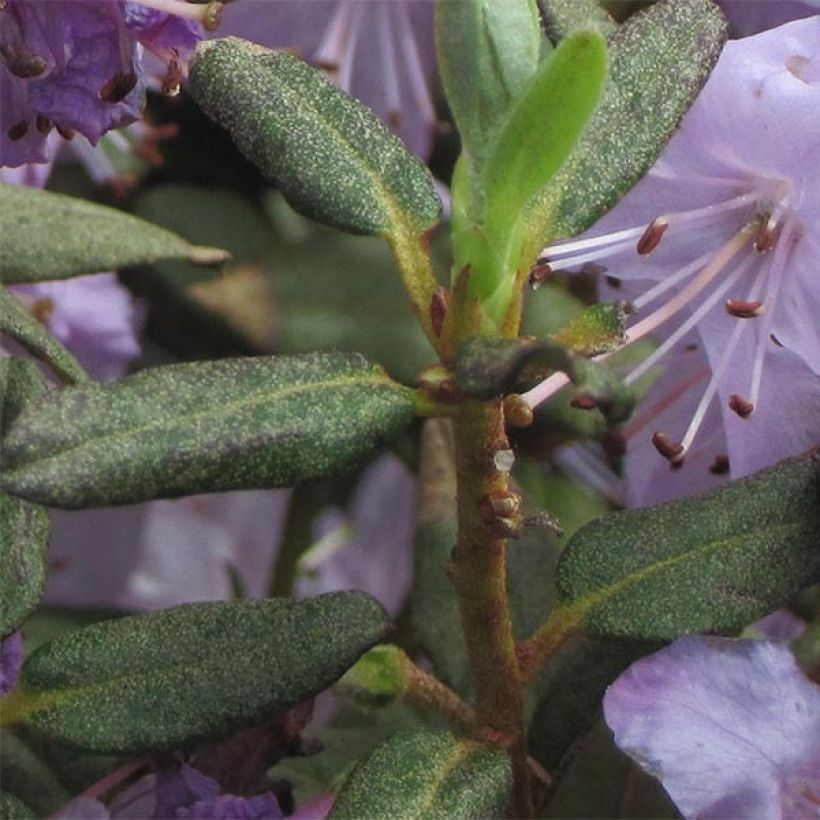 RhododendronBlue Silver (Foliage)