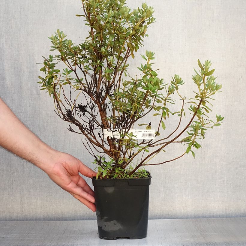 RhododendronBlue Silver 3L/4L pot sample as delivered in summer