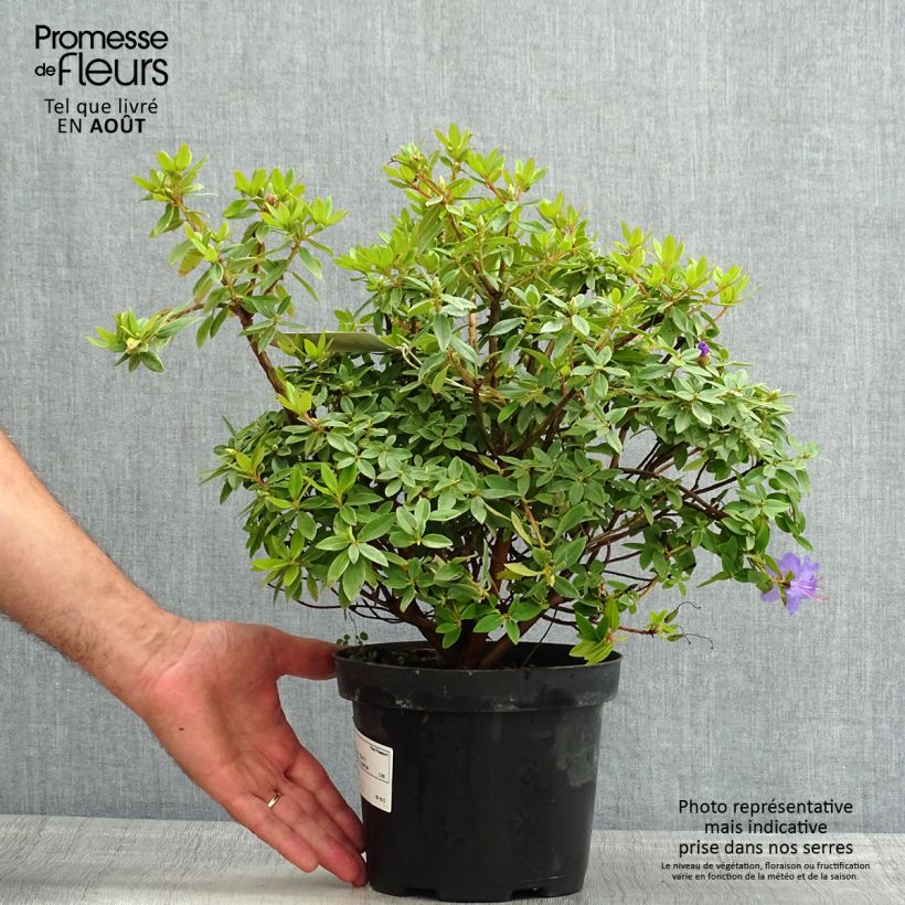 Rhododendron x impeditum Blue Tit 2L/3L pot sample as delivered in summer