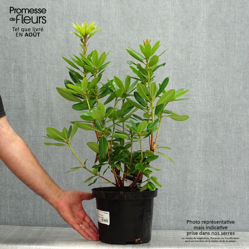 Rhododendron catawbiense Boursault 4L/5L pot sample as delivered in summer