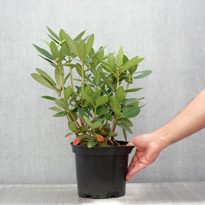 Rhododendron catawbiense Grandiflorum - Large-flowered rhododendron 4L/5L pot sample as delivered in summer
