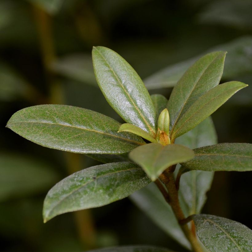 Rhododendron Champagne (Foliage)