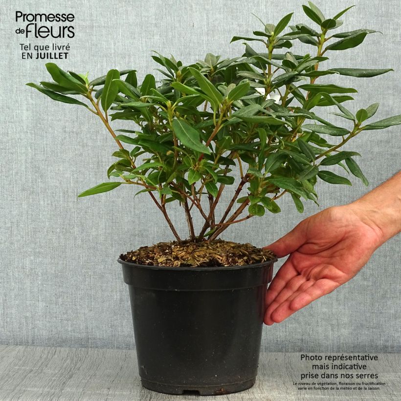 Rhododendron Dora Amateis 3L/4L pot sample as delivered in summer