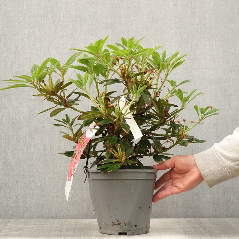 Rhododendron Elizabeth 4L/5L pot sample as delivered in summer