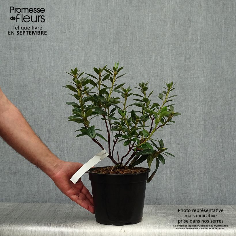 Rhododendron Fragrantissimum 3L/4L pot sample as delivered in autumn