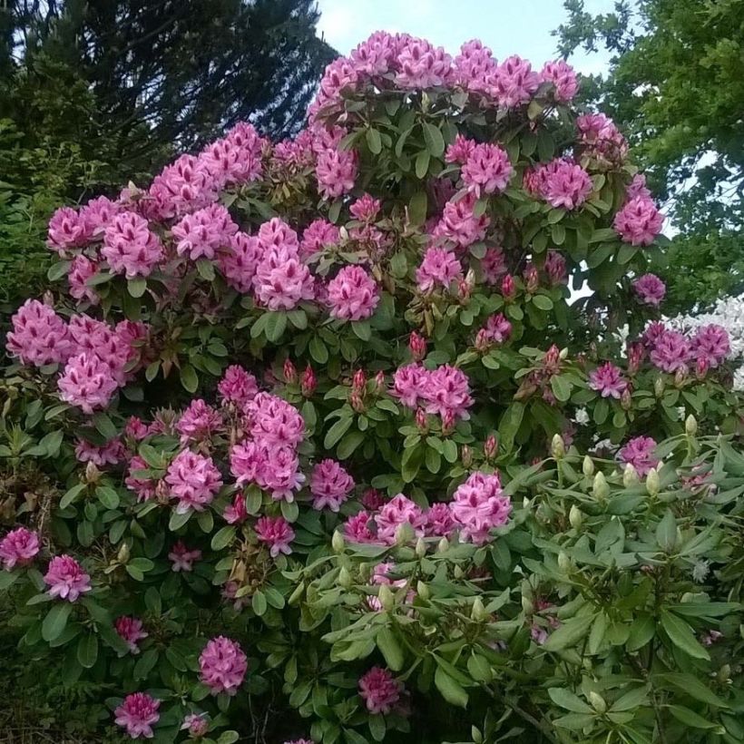 Rhododendron Germania (Plant habit)