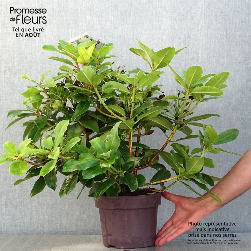 Rhododendron Germania 4L/5L pot sample as delivered in summer