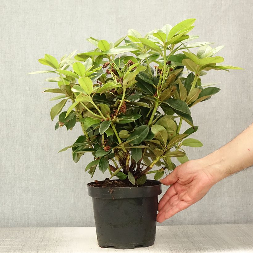 Rhododendron x yakushimanum Golden Torch 3L/4L pot sample as delivered in summer