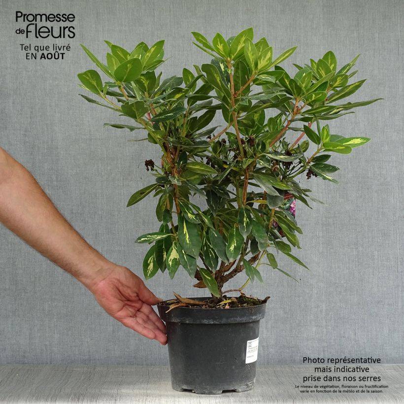 Rhododendron Goldflimmer 3L/4L pot sample as delivered in summer