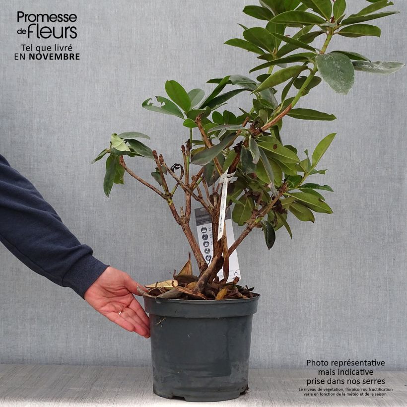Rhododendron Gomer Waterer 7.5L/10L pot sample as delivered in autumn