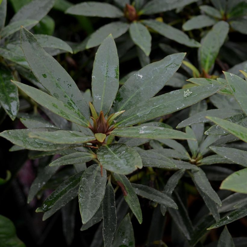 Rhododendron Graziella (Foliage)