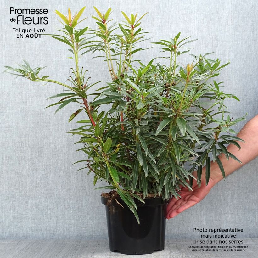 Rhododendron Graziella 3L/4L pot sample as delivered in summer