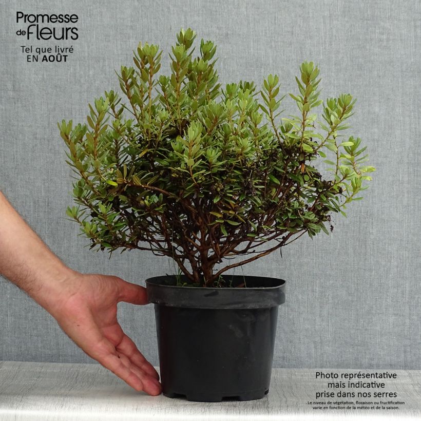 Rhododendron x impeditum Gristede 2L/3L pot sample as delivered in summer