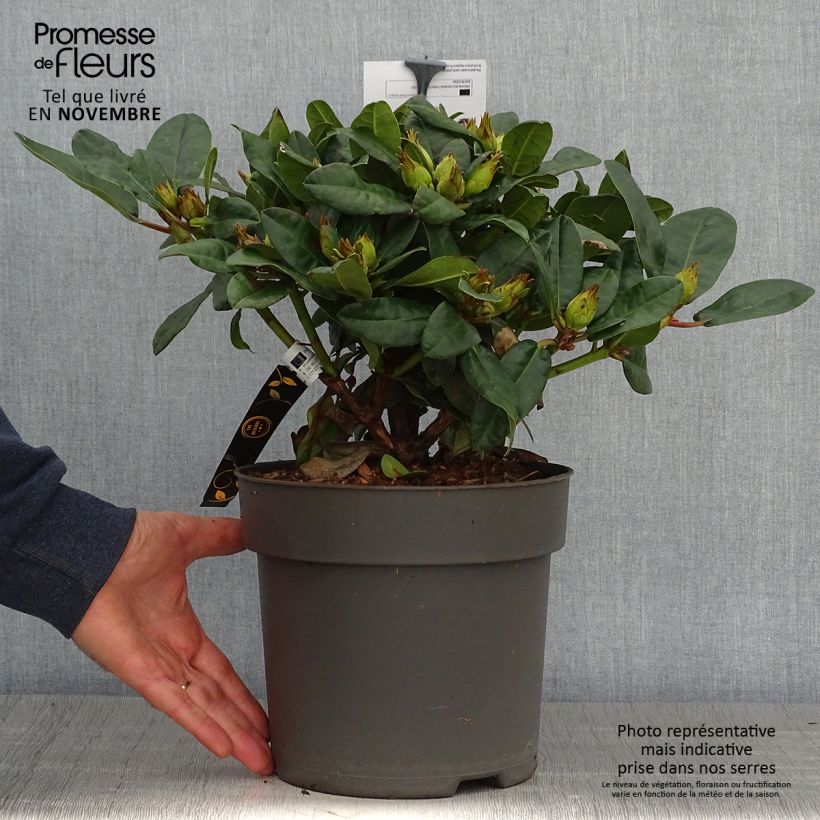 Rhododendron Lisetta 6L/7L pot sample as delivered in autumn