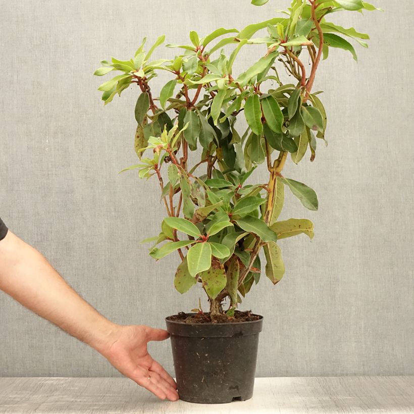 Rhododendron Halfdan Lem 4L/5L pot sample as delivered in summer