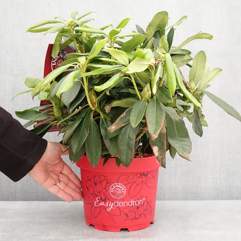 Rhododendron Orakel Inkarho 4L/5L pot sample as delivered in winter