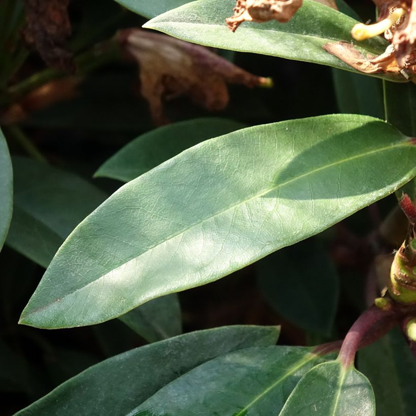 Rhododendron Easydendron Pfauenauge (Foliage)