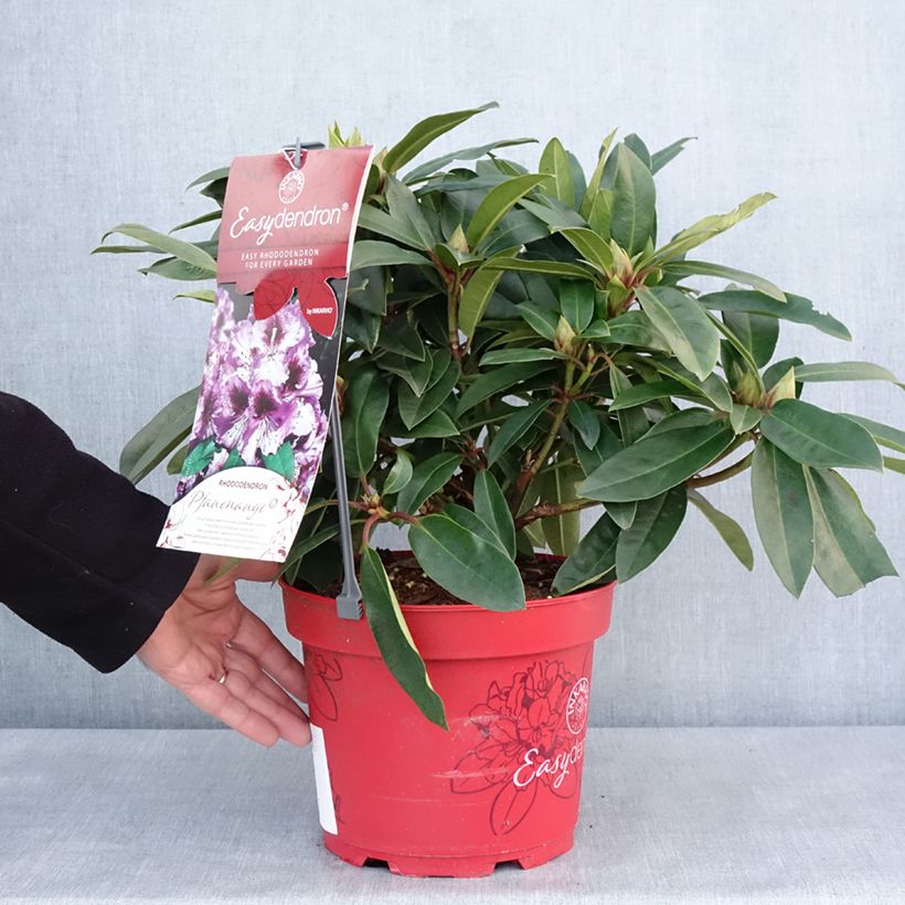Rhododendron Easydendron Pfauenauge 4L/5L pot sample as delivered in winter