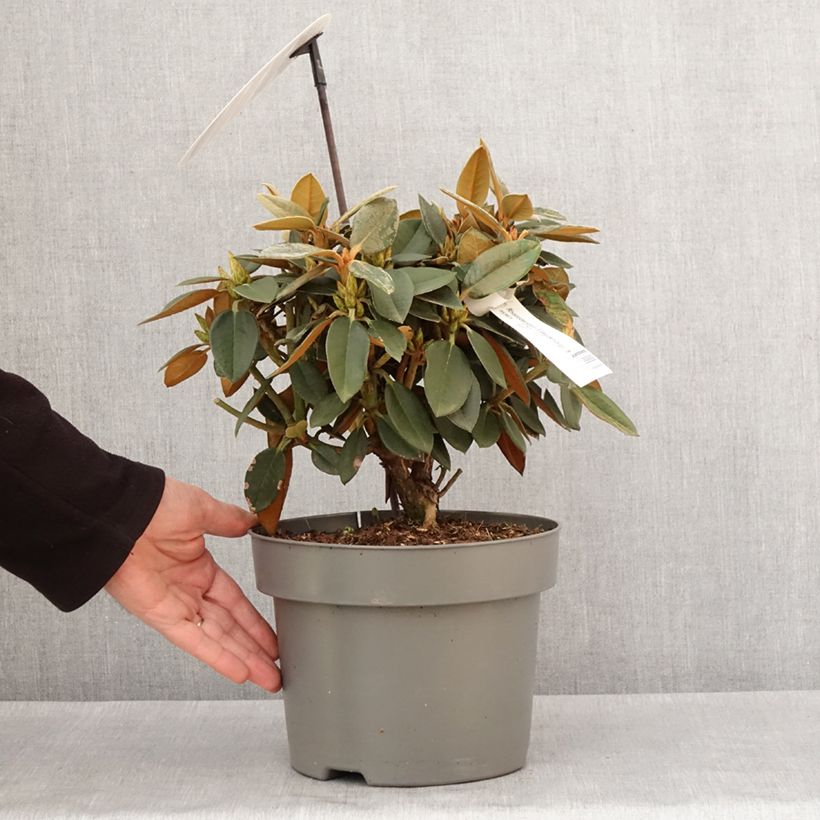 Rhododendron Easydendron INKARHO Rusty Dane 4L/5L pot sample as delivered in winter