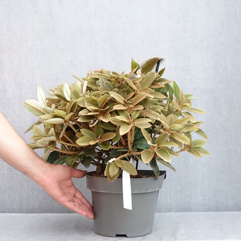Rhododendron Easydendron Special Dane 4L/5L pot sample as delivered in spring