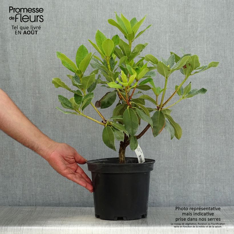 Rhododendron Janet Ward 4L/5L pot sample as delivered in summer