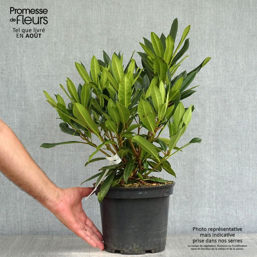 Rhododendron Kabarett 4L/5L pot sample as delivered in summer