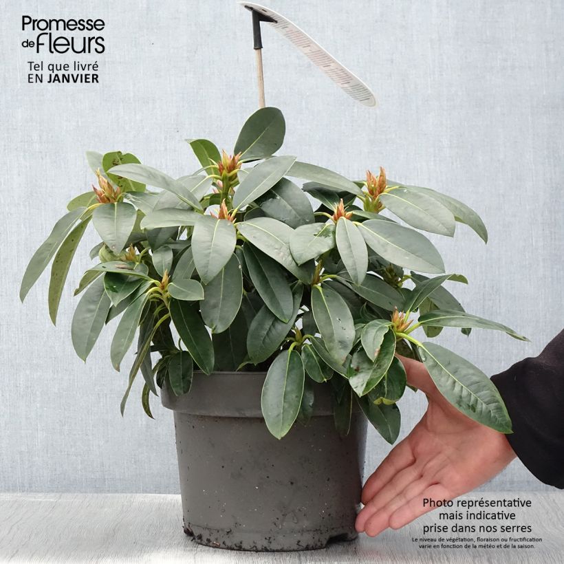 Rhododendron Raphaela 4L/5L pot sample as delivered in winter