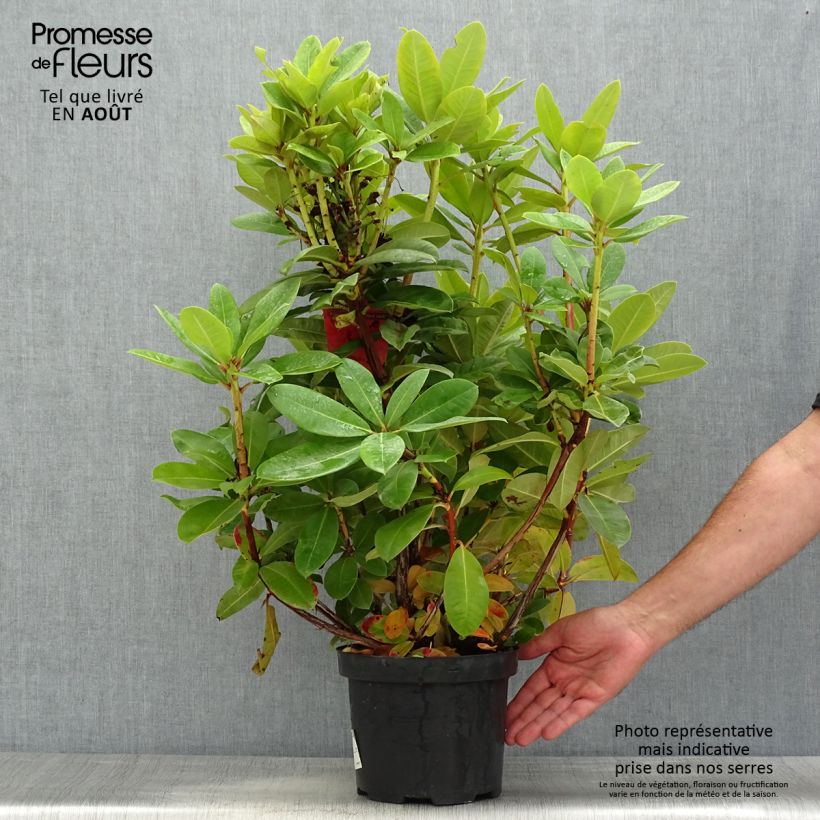 Rhododendron Red Jack 4L/5L pot 50/60cm sample as delivered in summer