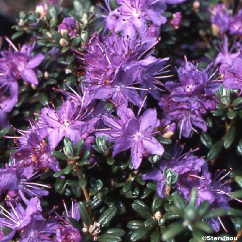 Dwarf Rhododendron - Rhododendron impeditum (Plant habit)