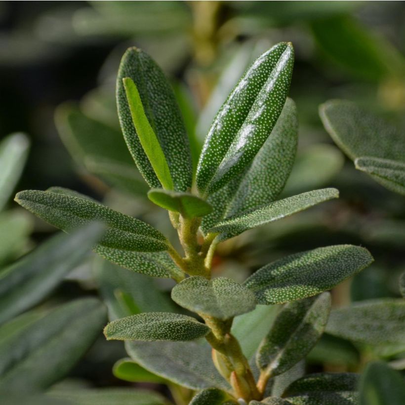 Dwarf Rhododendron - Rhododendron impeditum (Foliage)