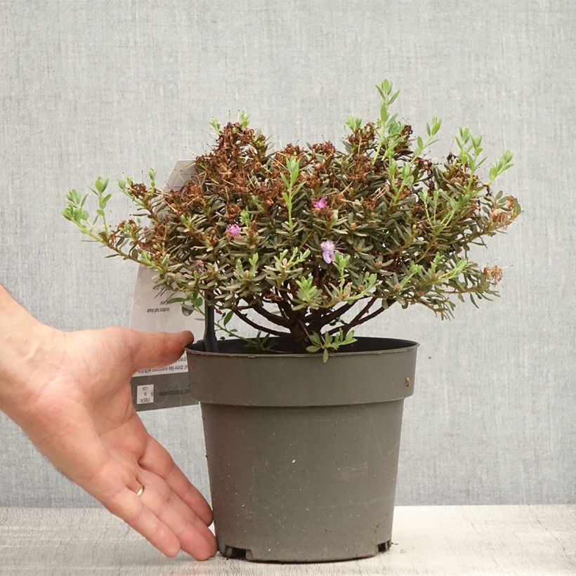 Dwarf Rhododendron - Rhododendron impeditum 2L/3L pot 10/20cm sample as delivered in summer