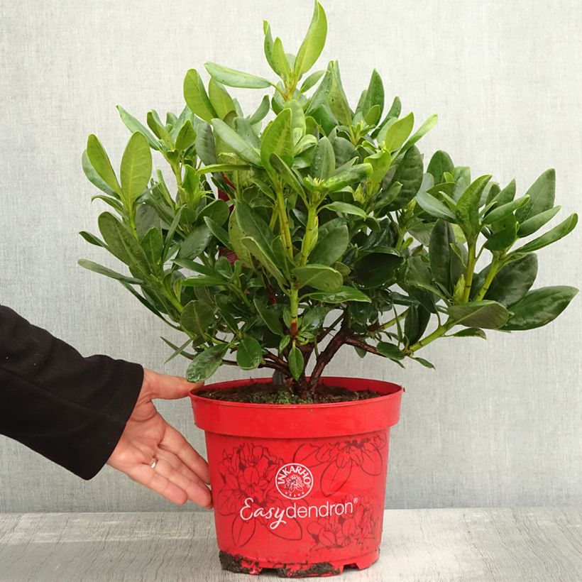 Rhododendron INKARHO Brasilia 4L/5L pot sample as delivered in autumn