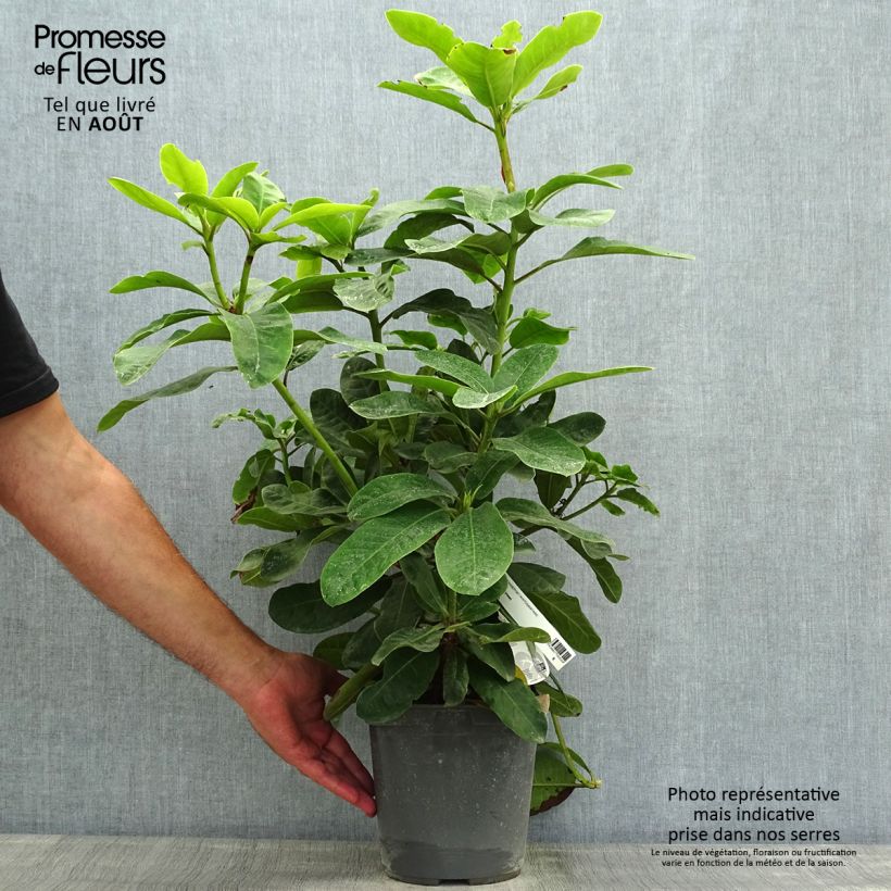 Rhododendron INKARHO Furnivalls Daughter 3L/4L pot sample as delivered in summer