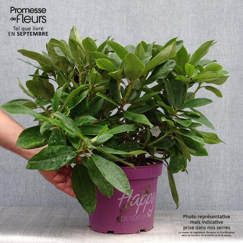 Rhododendron INKARHO Happydendron Pushy Purple 4L/5L pot sample as delivered in autumn