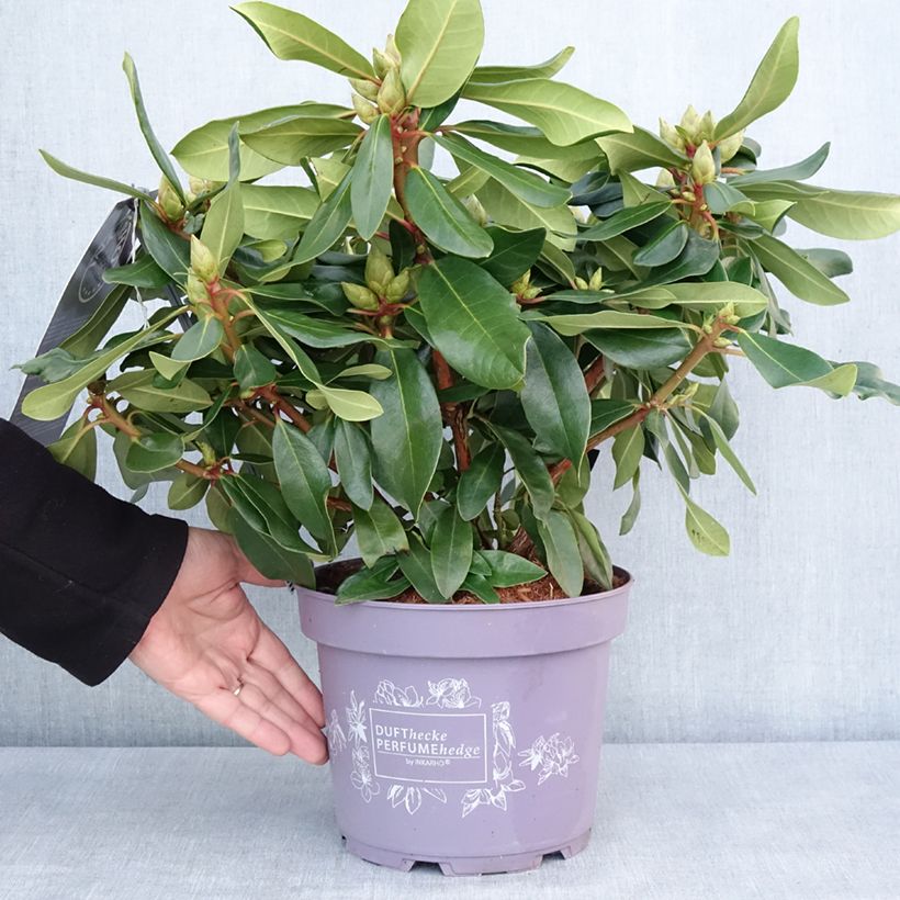 Rhododendron Lilac Dufthecke Inkarho - Rhododendron, Azalea 4L/5L pot sample as delivered in winter