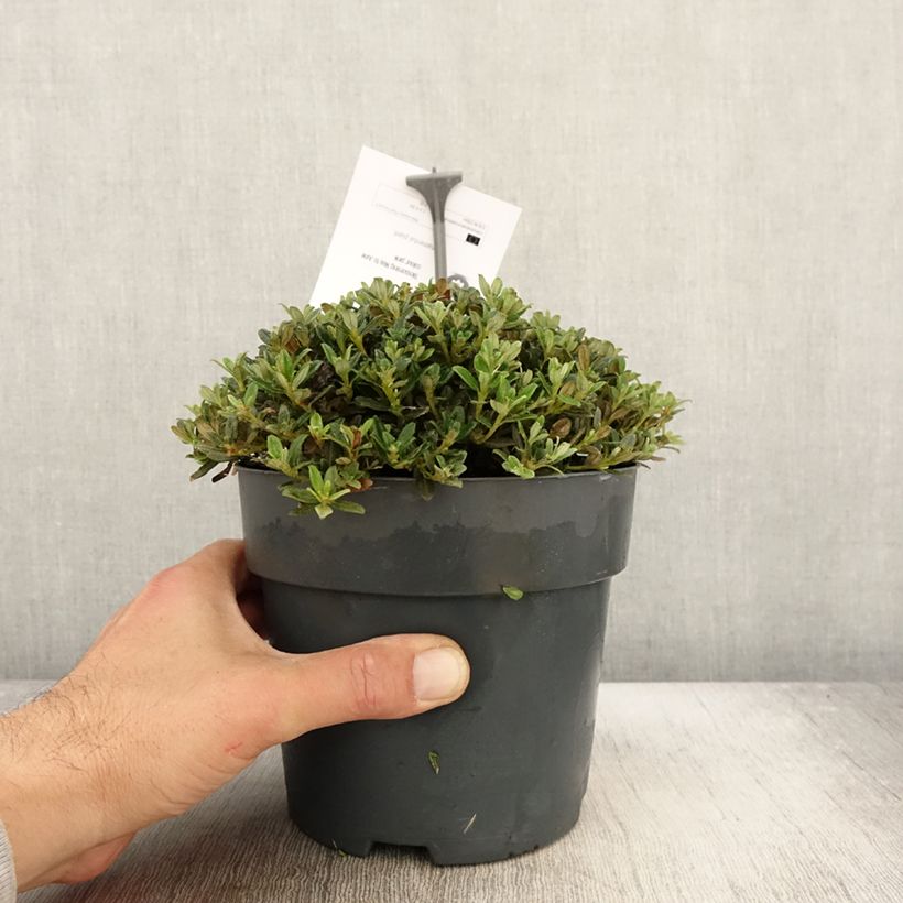 Rhododendron keleticum  2L/3L pot sample as delivered in autumn