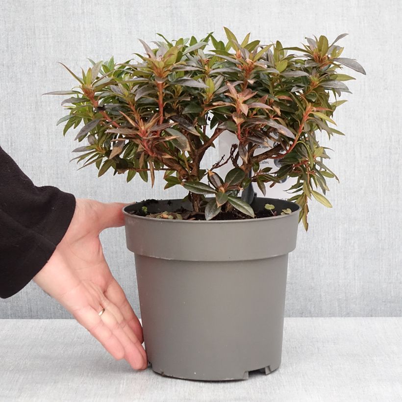Rhododendron Robert Seleger 2L/3L pot sample as delivered in winter