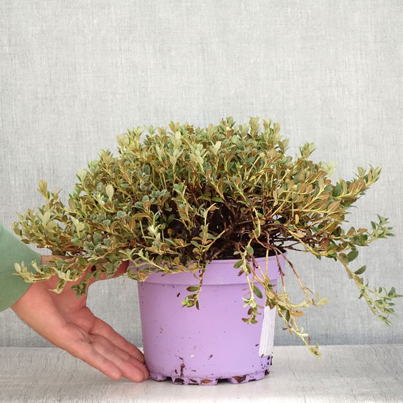 Rhododendron keleticum Lilly Bell Dream 3L/4L pot sample as delivered in summer