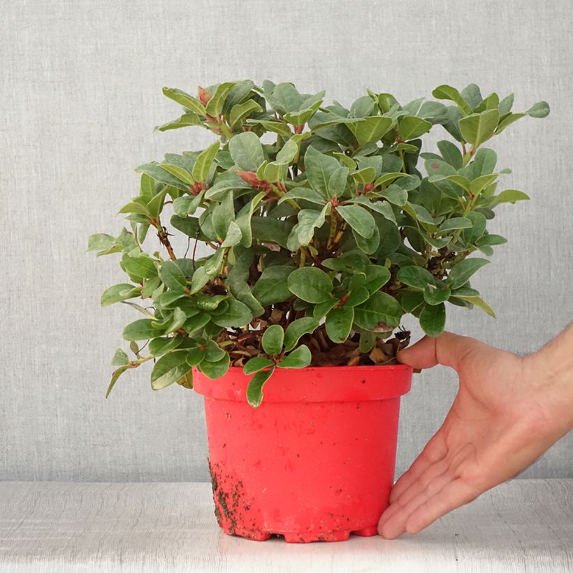 Rhododendron repens Lilly Bell Love 3L/4L pot sample as delivered in summer