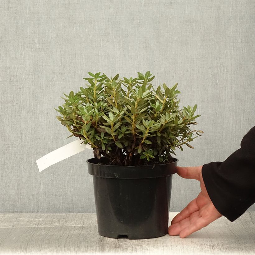 Rhododendron Lilly Bell Magic 3L/4L pot sample as delivered in autumn