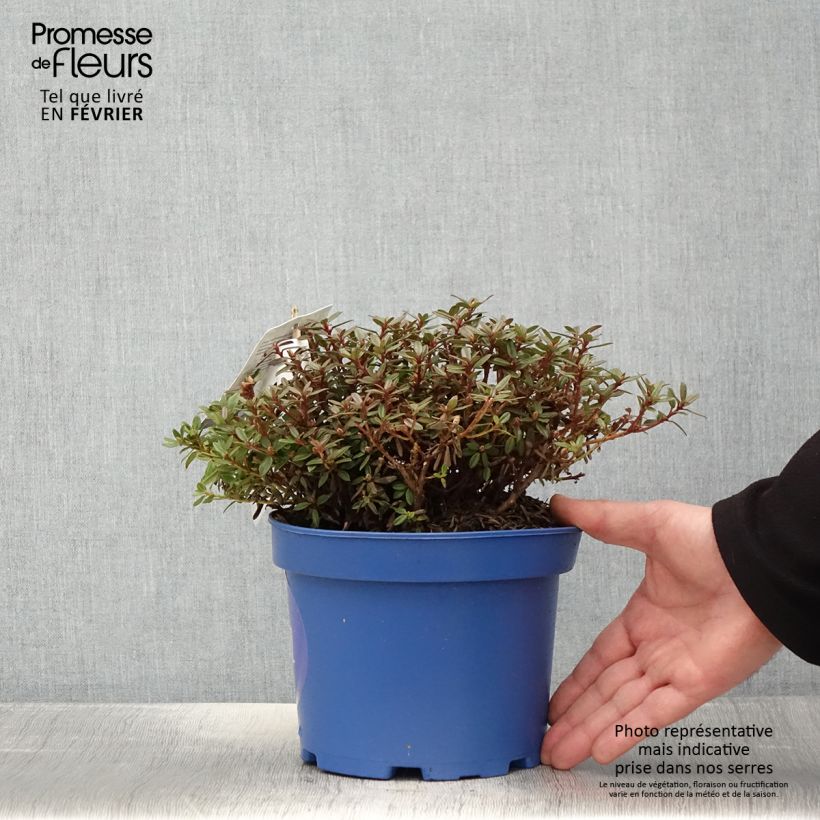 Rhododendron impeditum Lilly Bell Night 3L/4L pot sample as delivered in winter