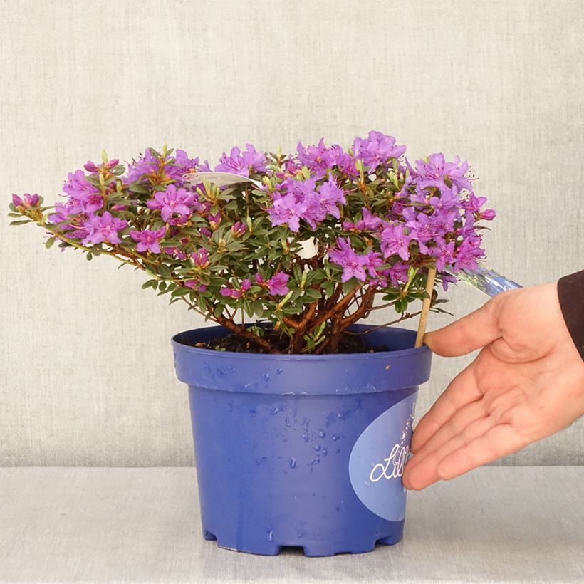 Rhododendron impeditum Lilly Bell Night 3L/4L potShipped height around 25/30cm sample as delivered in spring